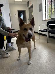 Lost Male Dog last seen Imperial and Walker, Burnaby, BC 