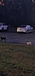 Found/Stray Unknown Dog last seen Near lyons view pike, Knoxville, TN 37919