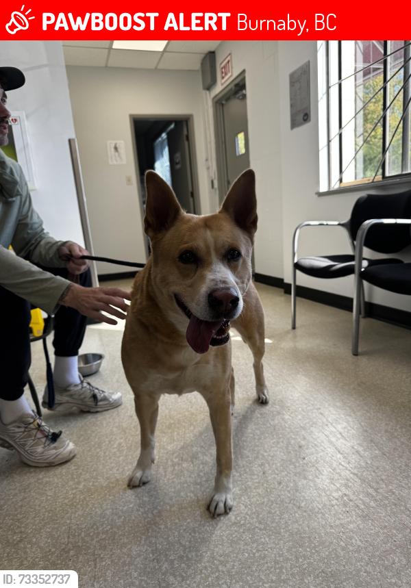 Lost Male Dog last seen Imperial and Walker, Burnaby, BC 