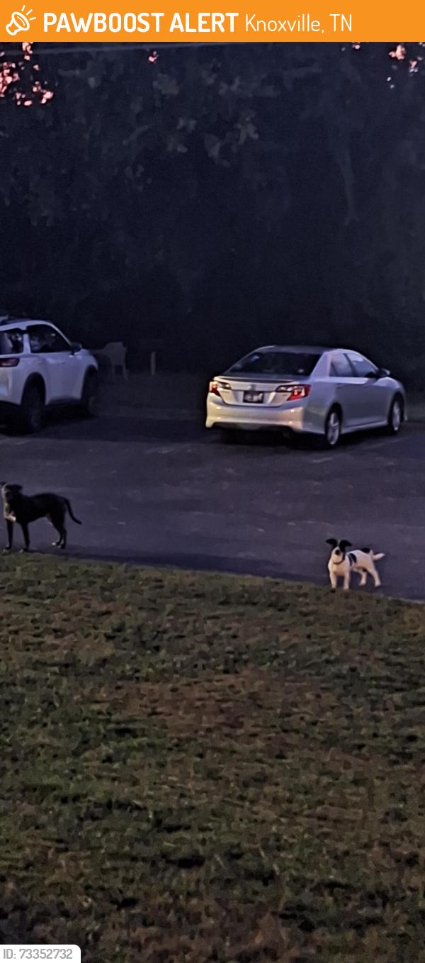 Found/Stray Unknown Dog last seen Near lyons view pike, Knoxville, TN 37919