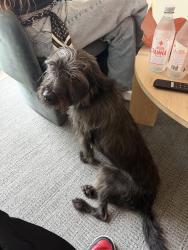 Reunited Male Dog last seen 56th street and 7th Ave in Little Haiti, Miami, FL 33127