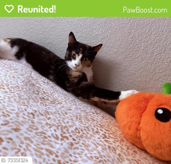 Reunited Female Cat last seen Russell and Mryna, Thornton, CO 80229
