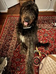 Reunited Male Dog last seen Mason District Park, Annandale, VA, Fairfax County, VA 22003