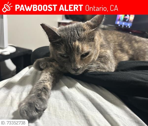 Lost Female Cat last seen Near w Caroline ct Ontario ca, Ontario, CA 91762