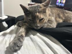 Lost Female Cat last seen Near w Caroline ct Ontario ca, Ontario, CA 91762
