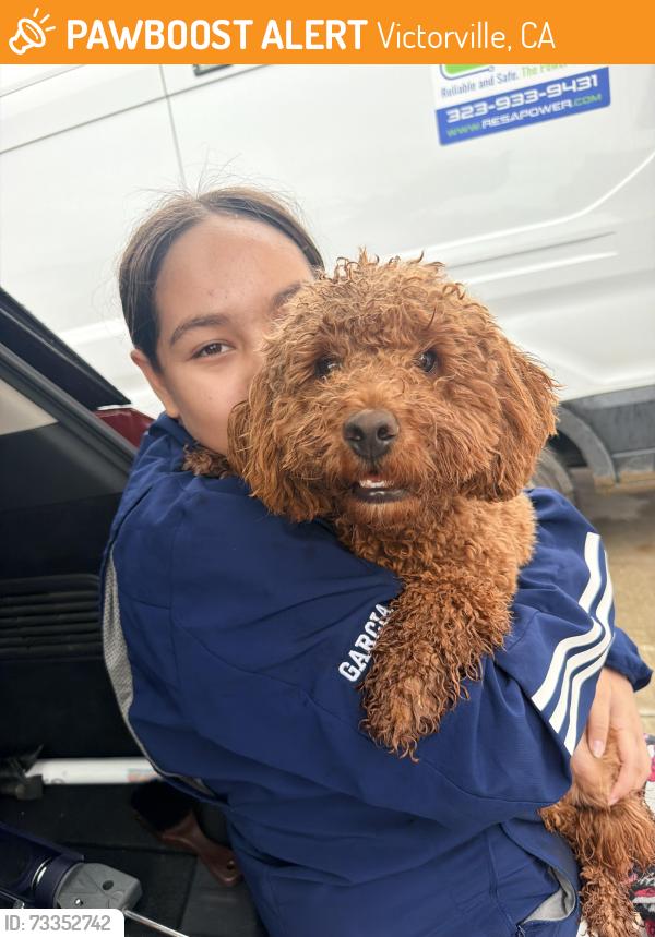 Found/Stray Male Dog last seen Eagle Ranch, Victorville, CA 92392