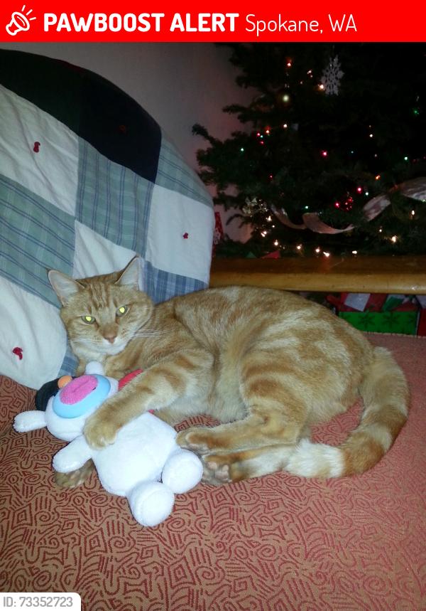 Lost Male Cat last seen Between Sunset Hwy and Greenwood on Russell Road. Near the polo fields., Spokane, WA 99224