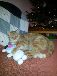 Lost Male Cat last seen Between Sunset Hwy and Greenwood on Russell Road. Near the polo fields., Spokane, WA 99224