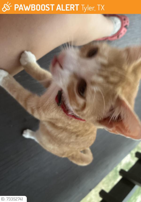 Found/Stray Unknown Cat last seen Patton lane, Tyler, TX 75704