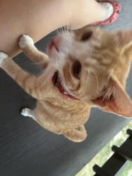 Found/Stray Unknown Cat last seen Patton lane, Tyler, TX 75704