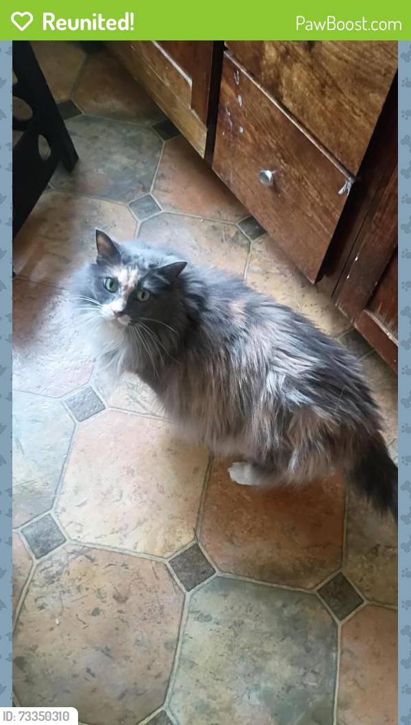 Reunited Female Cat last seen 14th And Thompson, catty corner to the elementary school, Portland, OR 97212