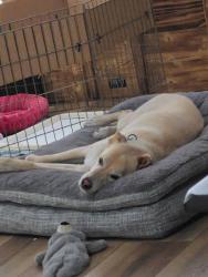 Reunited Unknown Dog last seen Avocado, San Diego County, CA 91978