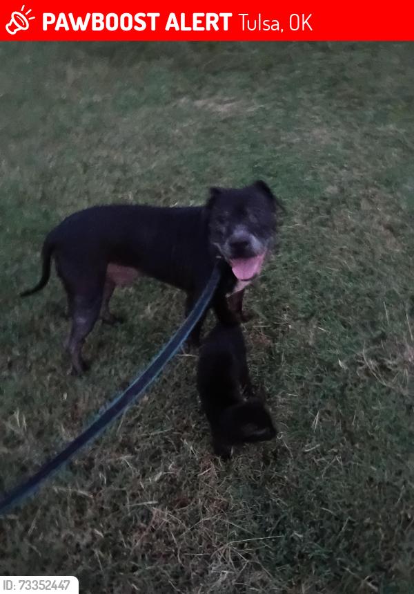 Lost Male Dog last seen Sheridan admiral, Tulsa, OK 74115