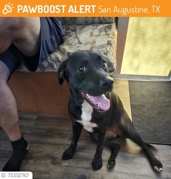 Found/Stray Female Dog last seen Farm to Market rd 1196, San Augustine, TX 75972