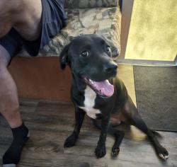 Found/Stray Female Dog last seen Farm to Market rd 1196, San Augustine, TX 75972