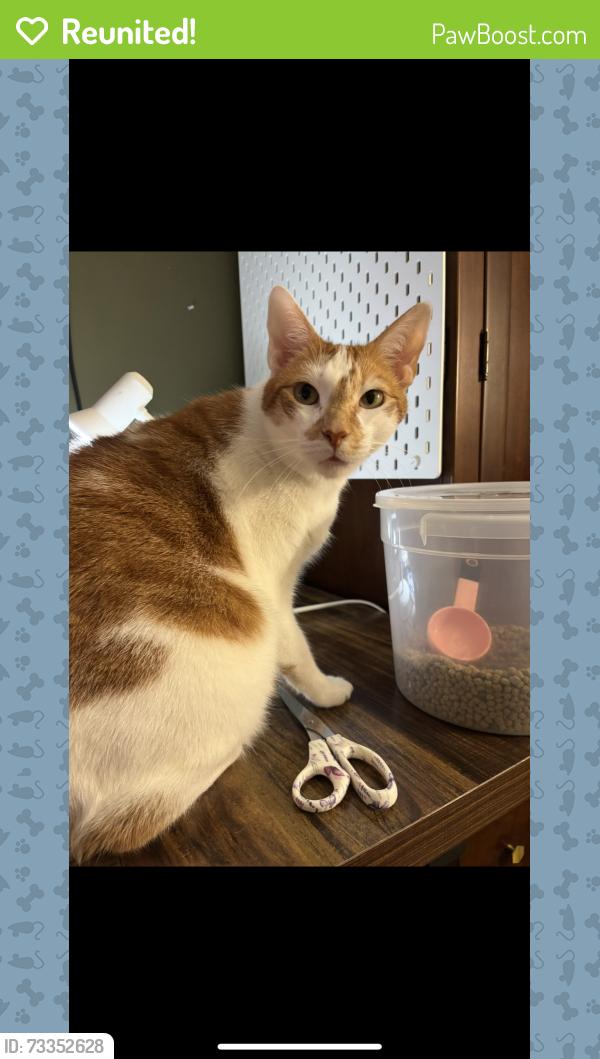 Reunited Male Cat last seen Jordan and lyle, Elgin, IL 60123