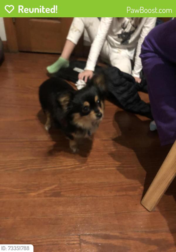 Reunited Female Dog last seen anderson ferry rd across from bright path daycare, close to delhi, Cincinnati, OH 45238