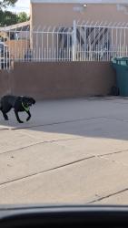 Found/Stray Unknown Dog last seen Golf Course and Irving, Paradise Hills Civic, NM 87114