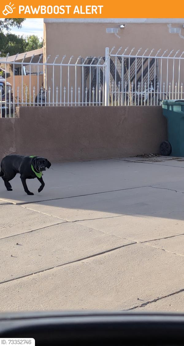 Found/Stray Unknown Dog last seen Golf Course and Irving, Paradise Hills Civic, NM 87114