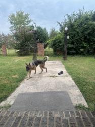 Reunited Female Dog last seen New Day Church, Bame Road, Sandy Ridge Rd, High Point, NC 27265