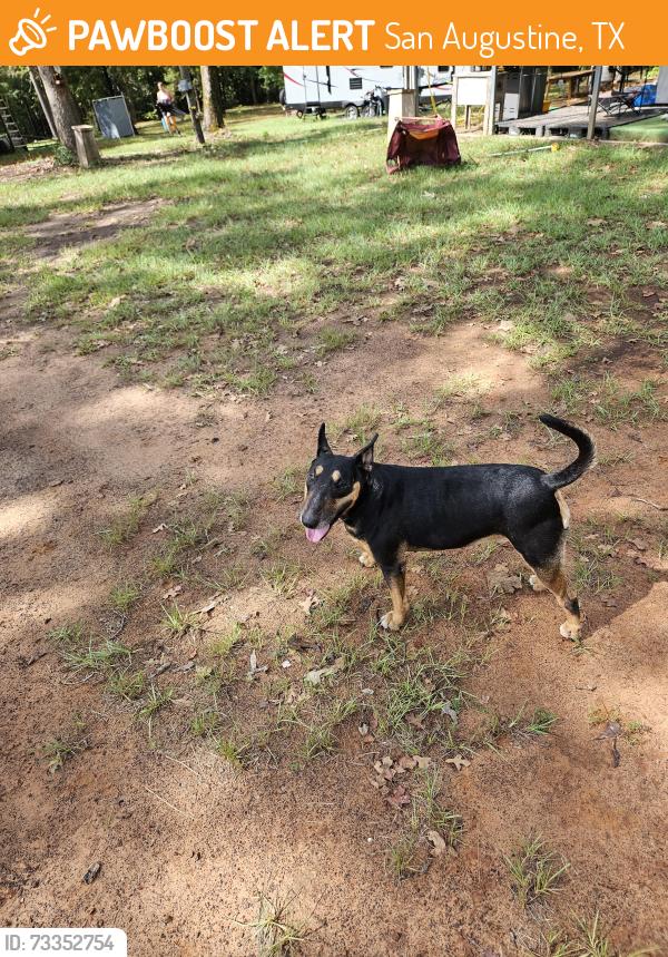 Found/Stray Female Dog last seen Farm to Market rd 1196, San Augustine, TX 75972