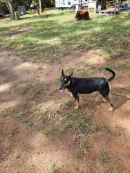 Found/Stray Female Dog last seen Farm to Market rd 1196, San Augustine, TX 75972