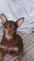 Reunited Female Dog last seen Avilla eastlake, Thornton, CO 80241