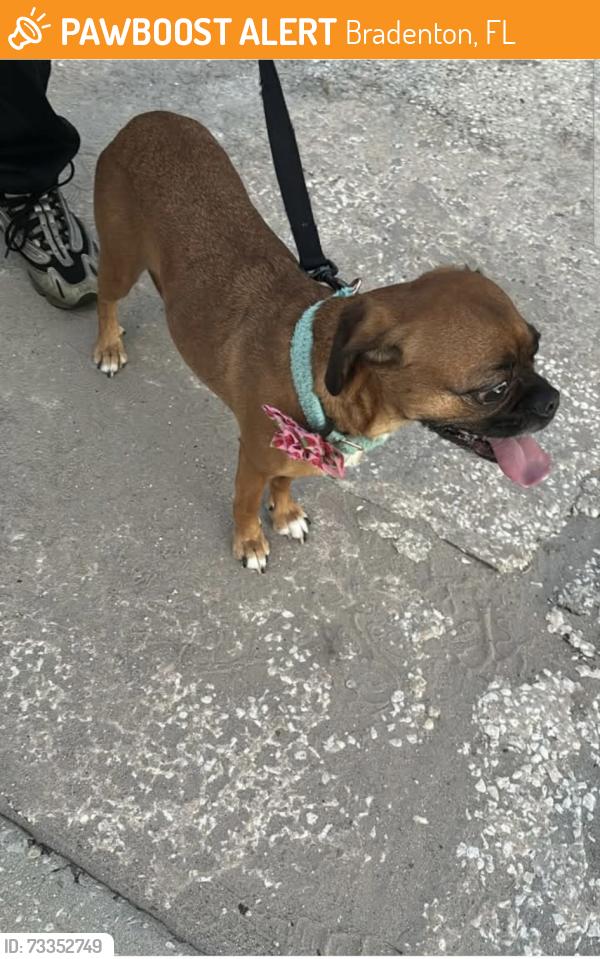 Found/Stray Female Dog last seen Bayshore gardens pkwy going to 14st, Bradenton, FL 34207