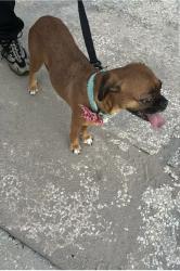 Found/Stray Female Dog last seen Bayshore gardens pkwy going to 14st, Bradenton, FL 34207