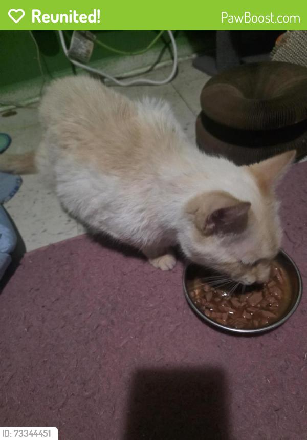 Reunited Male Cat last seen Gaylord Dr and Warrington Rd, Akron, OH 44320