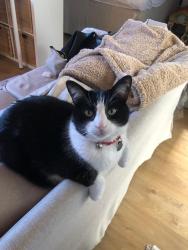 Reunited Male Cat last seen Forgal St. and Norcross Ave., Port St. Lucie, FL 34983