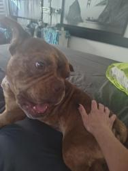 Lost Male Dog last seen The Berkeley Marina, Berkeley, CA 94710