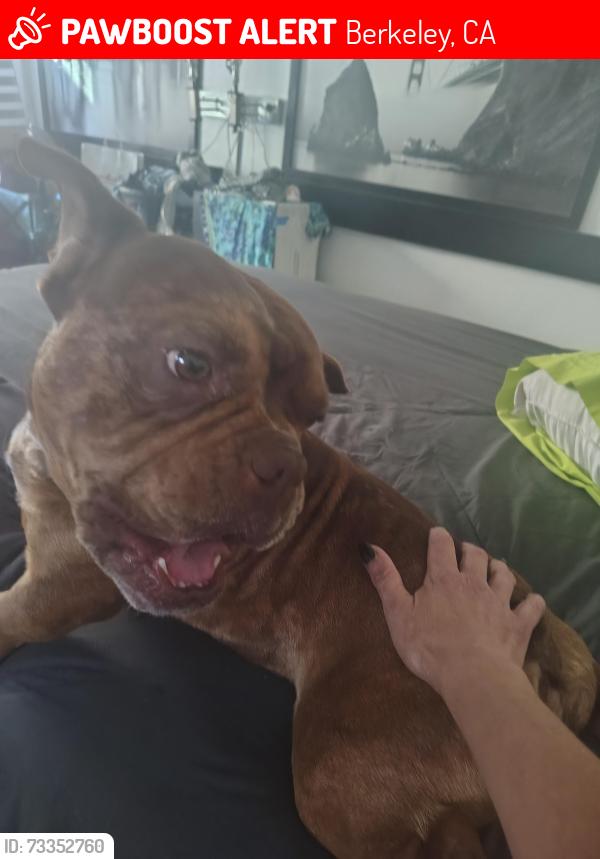 Lost Male Dog last seen The Berkeley Marina, Berkeley, CA 94710