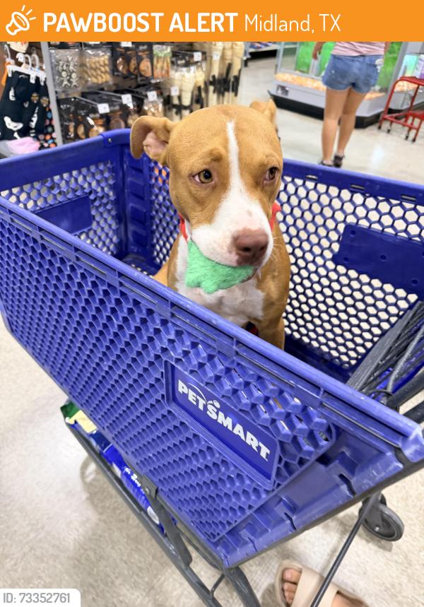 Found/Stray Female Dog last seen North Midland County Roads, Midland, TX 79708