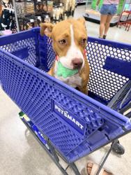 Found/Stray Female Dog last seen North Midland County Roads, Midland, TX 79708