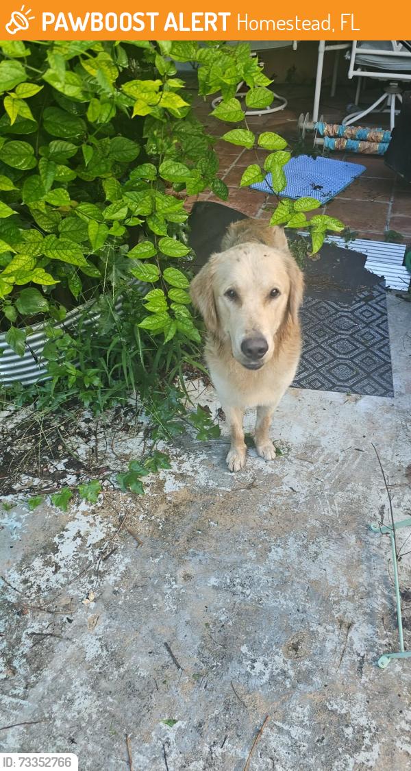 Found/Stray Male Dog last seen 306th Street, Homestead, FL 33033