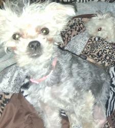Lost Female Dog last seen Eastern Ave & 88th Street, Kansas City, MO 64138