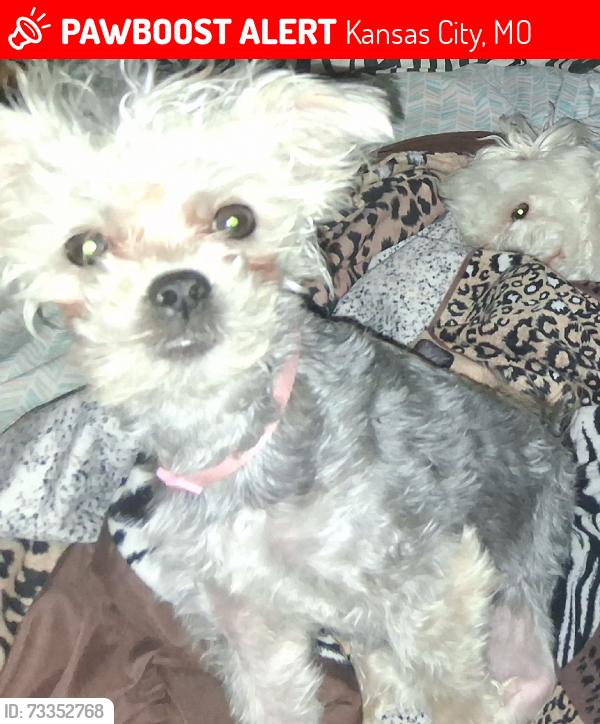 Lost Female Dog last seen Eastern Ave & 88th Street, Kansas City, MO 64138