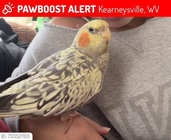 Lost Female Bird last seen Aberdeen Dr, Kearneysville, WV 25430