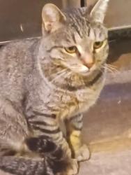 Lost Male Cat last seen Carter Blvd, Omaha, NE 68110