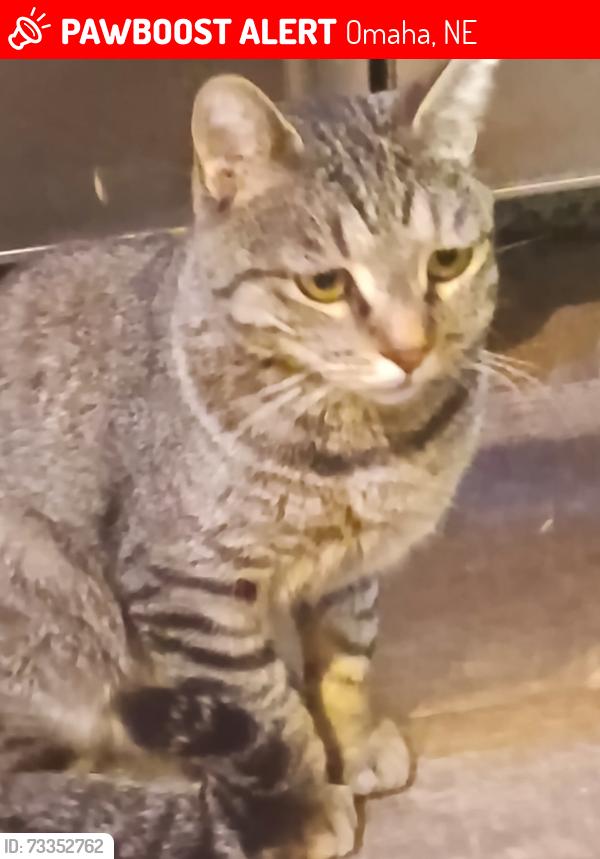 Lost Male Cat last seen Carter Blvd, Omaha, NE 68110