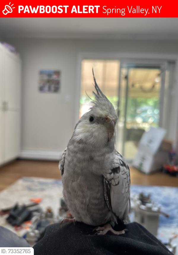 Lost Male Bird last seen Chestnut Ridge ny, Spring Valley, NY 10977
