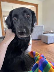 Lost Female Dog last seen 7th Ave SE and 15th Street, Cedar Rapids, IA 52403