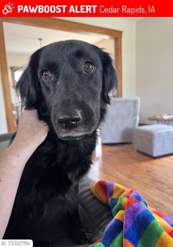 Lost Female Dog last seen 7th Ave SE and 15th Street, Cedar Rapids, IA 52403
