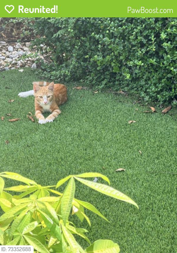 Reunited Female Cat last seen 276th st, Homestead, FL 33031