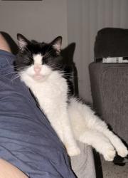 Reunited Female Cat last seen Pinehurst, Spring Hill, FL 34609