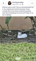 Found/Stray Unknown Cat last seen Lyon’s park, Pompano Beach, FL 33060