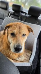 Reunited Male Dog last seen NE 176 Street and 10th avenue in North Miami Beach, North Miami Beach, FL 33162