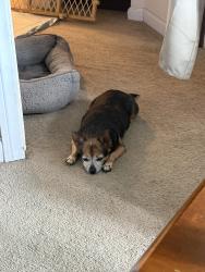 Lost Female Dog last seen Near tasman place, San Diego, CA 92114