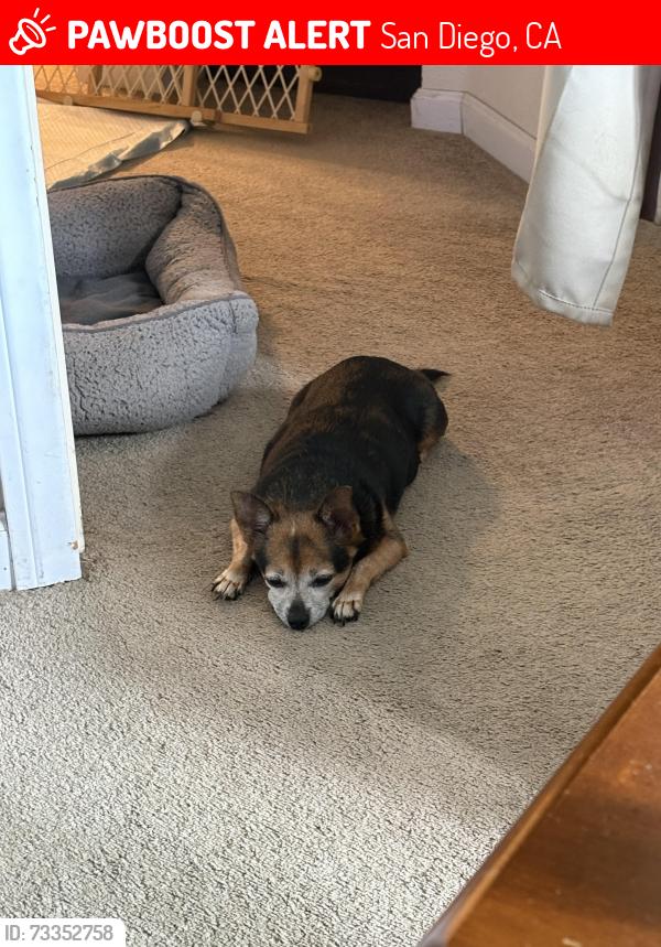 Lost Female Dog last seen Near tasman place, San Diego, CA 92114
